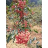 四川大紅袍花椒苗基地，四川大紅袍花椒苗價格