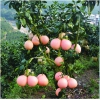 三紅蜜柚苗批發，四川三紅柚苗銷售