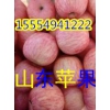 山東冷庫(kù)紅富士蘋(píng)果產(chǎn)地批發(fā)價(jià)格紅富士多少錢(qián)一斤