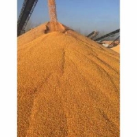 成都蜀窖聲譽(yù)釀酒公司誠意求購碎米糯米木薯淀粉小麥