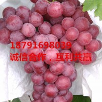 陜西紅提葡萄批發(fā)紙袋紅提葡萄基地價(jià)格
