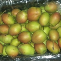 陜西紅香酥梨批發(fā) 紅香酥梨基地價(jià)格