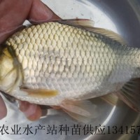 供應快大鯽魚苗