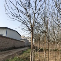 占地國槐一級國槐價(jià)格