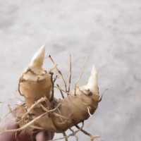 大量收購(gòu)黃精鮮貨 干貨