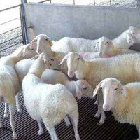 供應梁山縣多胎多肉奧湖雜交基礎母羊懷孕母羊養殖場