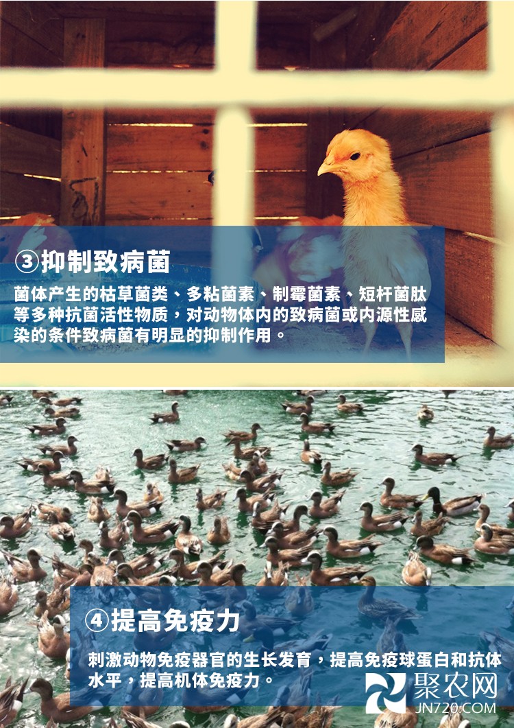 枯草芽孢桿菌畜牧_06